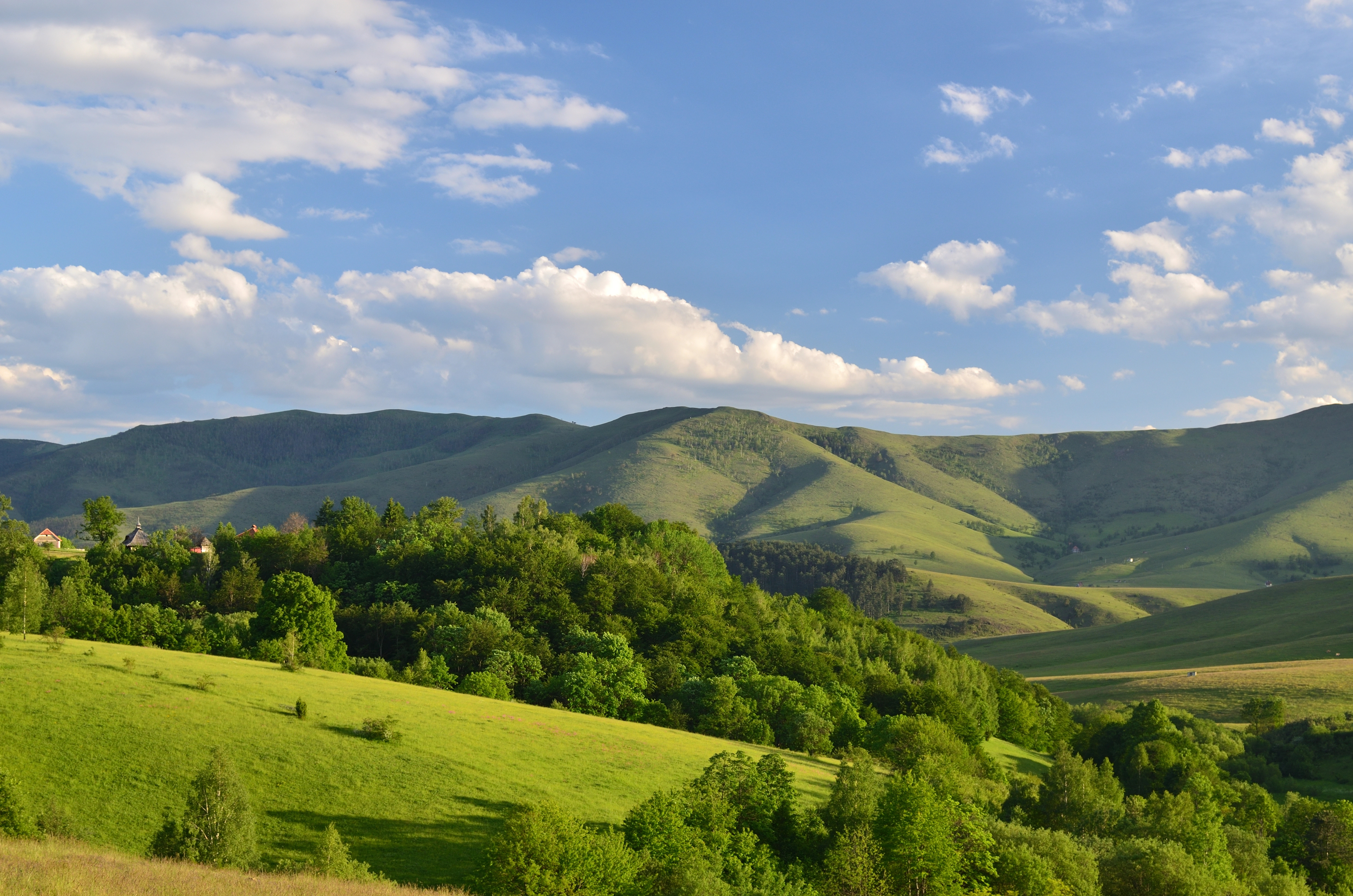 Planina Zlatibor pozadina za ekran